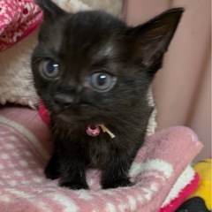 黒猫女の子　里親さん決定！