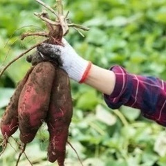 11/10（日）オーガニック農家のさつまいも収穫祭🍠