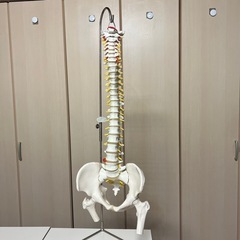 人体模型　脊柱　骨盤　股関節　実物大　大腿骨付