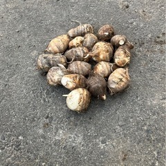 土里芋（土垂）