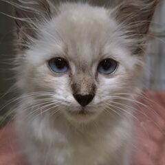 ✨トライアルにいきました✨