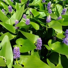 ※🌿アクアリウム水生植物◆ナガバミズアオイ（ポンテデリア）◇ビオトープ◆和風テイスト※の画像