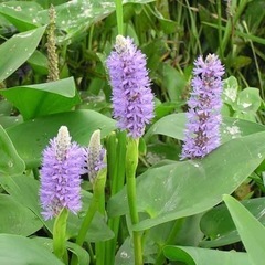 ※🌿アクアリウム水生植物◆ナガバミズアオイ（ポンテデリア）◇ビオトープ◆和風テイスト※の画像