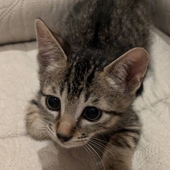 ①産まれて2ヶ月過酷に生き延びた仔猫（男の子））命救いたく処分を...