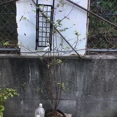 ナツハゼ１３０