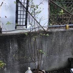 MAX マックス CN-450S(FP) コイルネイラ 常圧釘打機 中古【ハンズクラフト沖縄豊見城店】ナツハゼ１３０