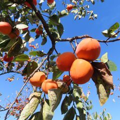 干柿用渋柿　甲州百目　約10kg　甲州市産　サイズ色々　おおよそ1個200～450ｇ　干柿製作用の画像