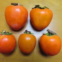 干柿用渋柿　甲州百目　約10kg　甲州市産　サイズ色々　おおよそ1個200～450ｇ　干柿製作用の画像