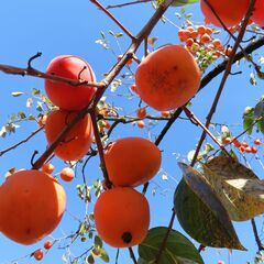 干柿用渋柿　甲州百目　約10kg　甲州市産　サイズ色々　おおよそ1個200～450ｇ　干柿製作用の画像