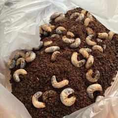 国産カブトムシの3齢幼虫