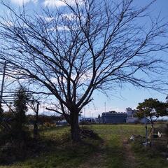 桜の木　薪の画像