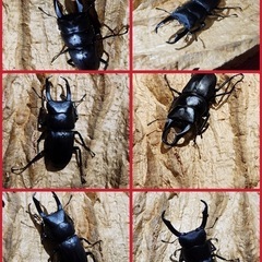 【大きめ！】コクワガタ♂6匹セット　最大47mm