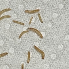 活餌　コクヌストモドキの画像