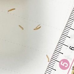 活餌　コクヌストモドキの画像