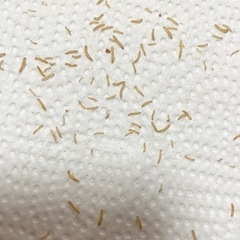 活餌　コクヌストモドキの画像