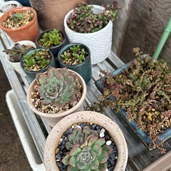 多肉植物の画像
