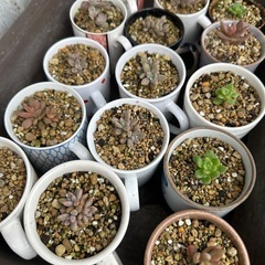 多肉植物