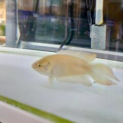 闘魚 チョウセンブナ パラダイスフィッシュ　の画像
