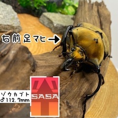 エレファスゾウカブト
