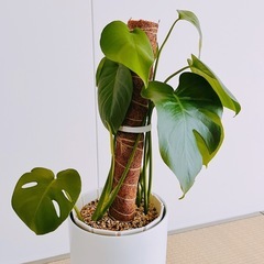 0円！モンステラ|観葉植物|鉢Setの画像