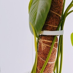 0円！モンステラ|観葉植物|鉢Setの画像