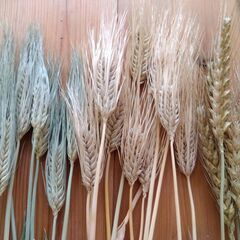 小麦種子　12g 300粒＋　2025年採種　無農薬　コムギの画像