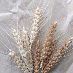 小麦種子　12g 300粒＋　2025年採種　無農薬　コムギの画像