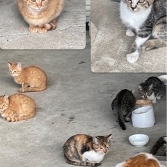 【納屋で大繁殖】6ヶ月〜3ヶ月子猫