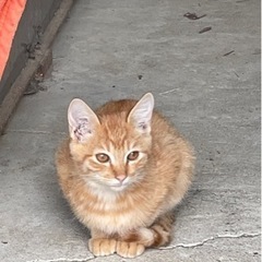 【納屋で大繁殖】6ヶ月〜3ヶ月子猫 - 猫