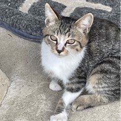 【納屋で大繁殖】6ヶ月〜3ヶ月子猫 - 黒川郡