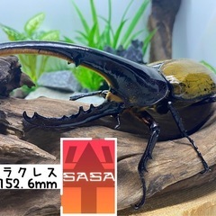 D.H.ヘラクレス　ペア