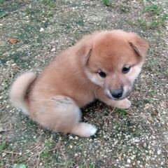 子犬さん引き取っていただける方募集 - 今治市