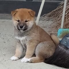 子犬さん引き取っていただける方募集 - 犬
