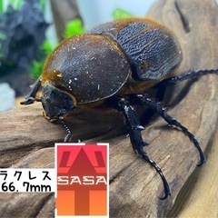 D.H.ヘラクレス　ペアの画像