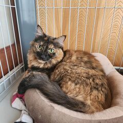 姫路の便利屋!(^^)!動物のお世話もお任せください！