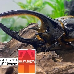 ネプチューンオオカブト　オスのみ　
