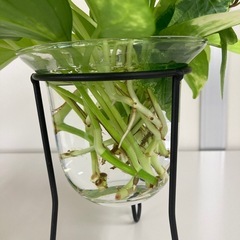 ポトスとアイビー　挿し芽の画像