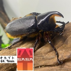 ①サタンオオカブト　オスのみ