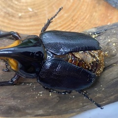 ②サタンオオカブト　オスのみの画像
