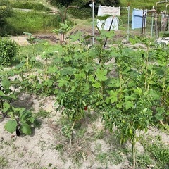 家庭菜園用　貸し農園【五色町都志角川】の画像