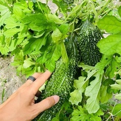 家庭菜園用　貸し農園【五色町都志角川】の画像
