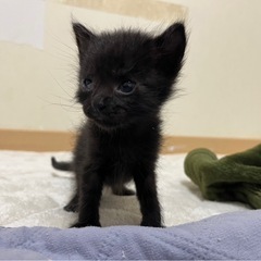 里親希望様とお話中の為、一旦ストップさせて頂きます！