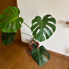 価格変更モンステラの画像
