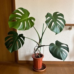 価格変更モンステラ