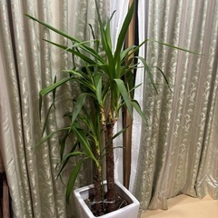 ドラセナ　幸福の木の画像