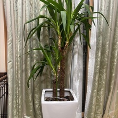 ドラセナ　幸福の木