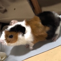 モルモット（メス）　生後3ヶ月　②
