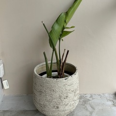 【無料】観葉植物