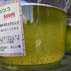 タマミジンコ　500円　無人販売24時間営業中！　宜野湾市大謝名小学校の裏門前　Googleマップにのってます(^^)の画像