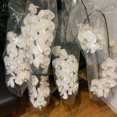 大きな胡蝶蘭　あげます